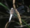 Libellula fulva